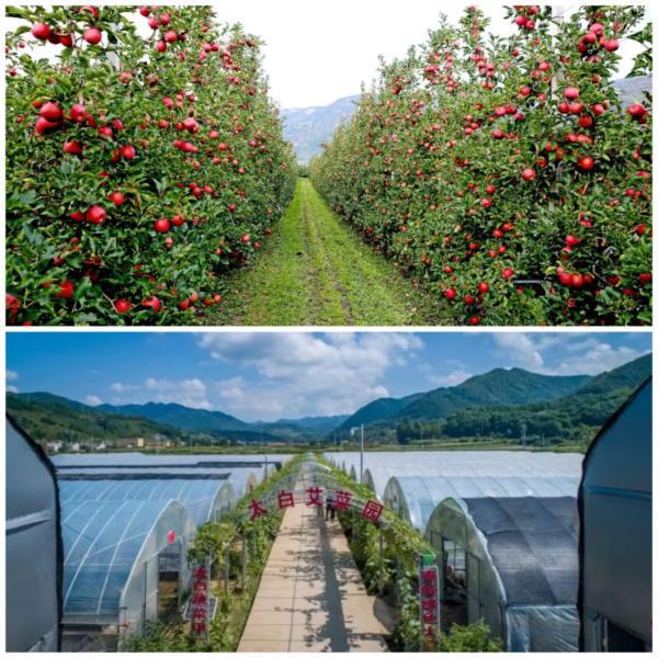 全省首位！寶雞粵港澳大灣區“菜籃子”直供基地為鄉村振興添活力，農產品初加工服務成關鍵引擎